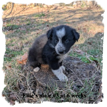 ABCA B/W male Border Collie out of working stock